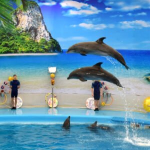 dolphins bay phuket