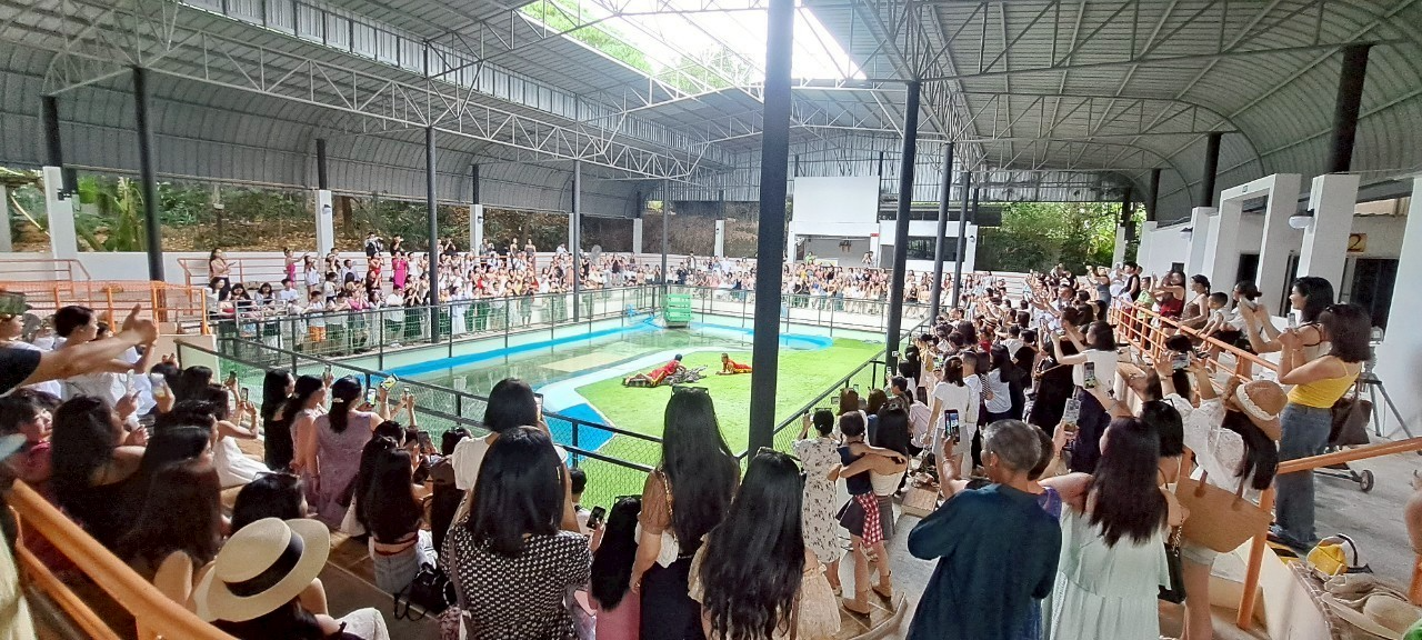 phuket crocodile farm and crocodile show phuket crocodile farm and crocodile show