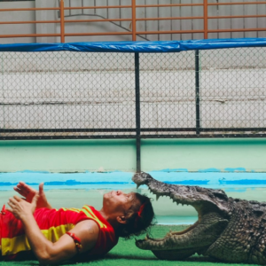 phuket crocodile farm and crocodile show