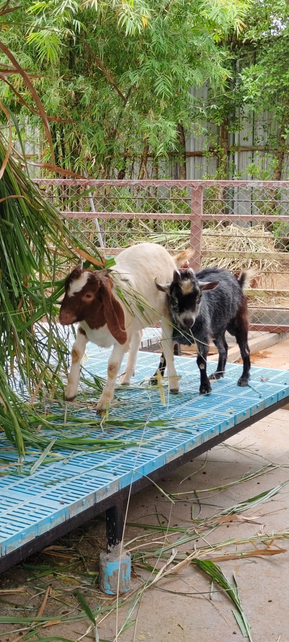 siri park and zoo siri park and zoo