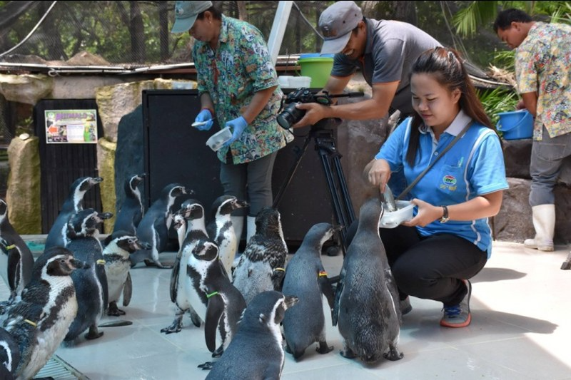 khao kheow open zoo pattaya khao kheow open zoo pattaya