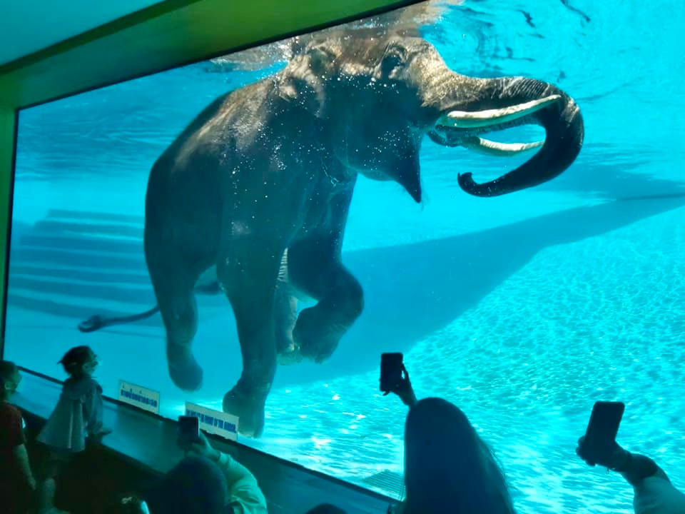 khao kheow open zoo pattaya khao kheow open zoo pattaya