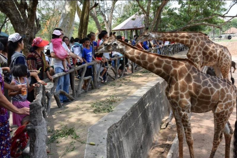 khao kheow open zoo pattaya khao kheow open zoo pattaya