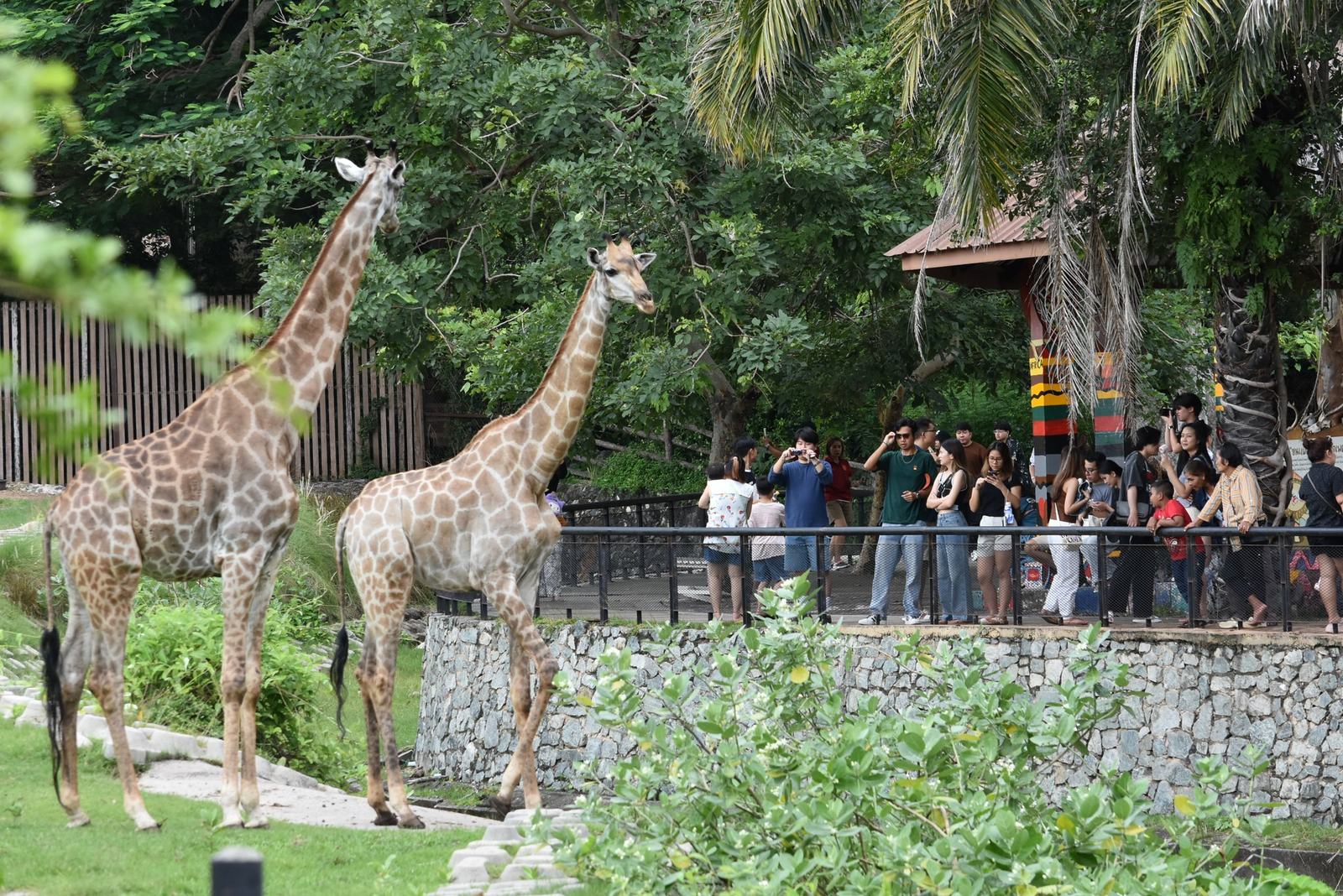 khao kheow open zoo pattaya khao kheow open zoo pattaya