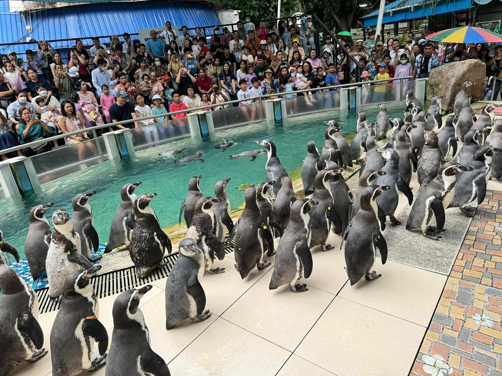 khao kheow open zoo pattaya khao kheow open zoo pattaya