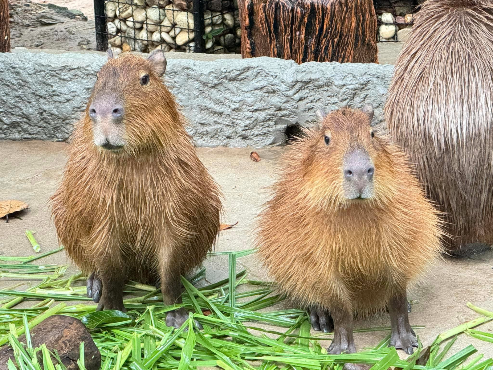 khao kheow open zoo pattaya khao kheow open zoo pattaya