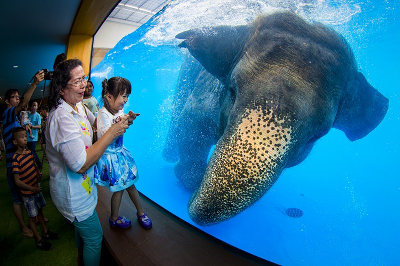 khao kheow open zoo pattaya khao kheow open zoo pattaya