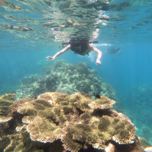 join tour koh tao & koh nangyuan snorkeling by speedboat from samui