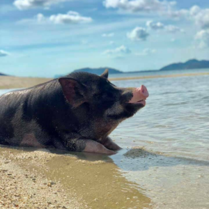 join tour koh tan & koh mudsum by speedboat from samui