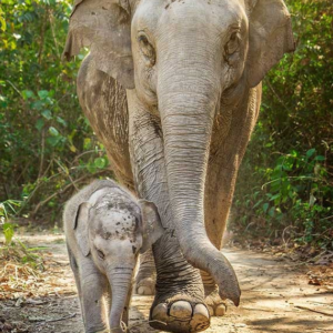 elephant jungle sanctuary samui
