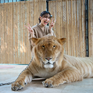sriayuthaya lion park