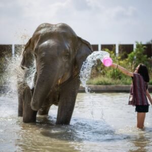 elephant jungle sanctuary pattaya (half day)